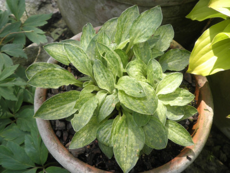 Hosta ´Little Maddie´